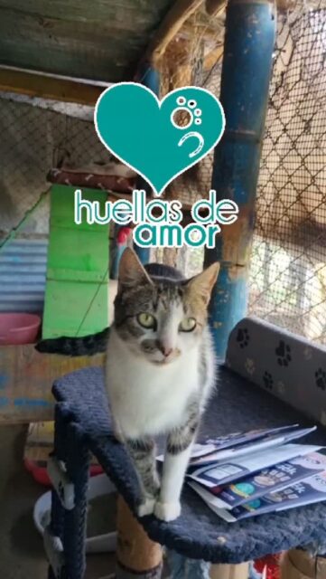 Teniamos este video guardado, lo habiamos hecho con mucho amor antes de todo el caos y hoy quisimos compartirlo con todos ustedes. 

🐾💜 Hace un tiempo tuvimos la oportunidad de conocer más de cerca a Huellas de Amor, nuestra fundación aliada, y quisimos compartir con ustedes un poquito de la hermosa labor que realizan.

Su trabajo no se queda solamente en Pereira. Durante años han estado acompañando, rescatando y ayudando a animales que necesitan una segunda oportunidad, llegando también a diferentes lugares donde más los necesitan.

Después de lo sucedido recientemente, su labor ha sido aún más importante. Han estado apoyando a muchos animales afectados en nuestra ciudad y en otras zonas que también han vivido momentos difíciles. 🐾

Pero detrás de todo esto hay años de trabajo, historias de abandono y cientos de animales que han encontrado ayuda gracias a personas que decidieron no mirar hacia otro lado.

Hoy, más que nunca, creemos que es momento de seguir apoyando y visibilizando a quienes dedican su tiempo, esfuerzo y corazón a quienes más lo necesitan. 💜

🐱 En Gatosaurio nos sentimos muy orgullosos de poder acompañar esta causa.

Espera la parte 2 para conocer un poco más sobre Huellas de Amor y esta hermosa labor. 🐾✨

#bienestaranimal #proteccionanimal #fundacionesanimales #adotanocompres #fundacionanimal