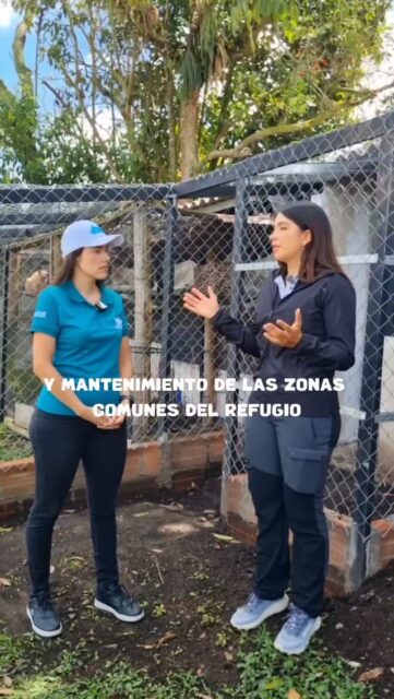 🐾❤️ AYUDAR TAMBIÉN ES ELEGIR.
Detrás de cada animal que encuentra una segunda oportunidad hay personas que decidieron involucrarse, donar, adoptar, compartir, ser voluntarias o simplemente no mirar hacia otro lado.

No todos podemos hacer lo mismo, pero todos podemos hacer algo. 🐶🐱
Y también podemos elegir apoyar a empresas que, además de ofrecer productos y servicios, deciden aportar a causas que buscan transformar vidas.
En Gatosaurio creemos que emprender también puede tener un propósito. Por eso, queremos seguir sumándonos y aportando a iniciativas como Huellas de Amor. 🐾
Porque cuando una empresa, una familia y una comunidad se unen, el impacto puede ser mucho más grande. ❤️

✨ Súmate de la forma que puedas. Comparte esta historia, apoya a una fundación, adopta, dona, sé voluntario o ayuda a difundir una causa que lo necesite.
Y cuando elijas dónde comprar, recuerda que también puedes elegir empresas que apoyan lo que tú crees.

🐾 Porque ayudar no siempre empieza con mucho. A veces empieza simplemente con decidir hacerlo.

#adoptanocompres #bienestaranimal #cuidadoanimal #rescateanimal #emprendimiento