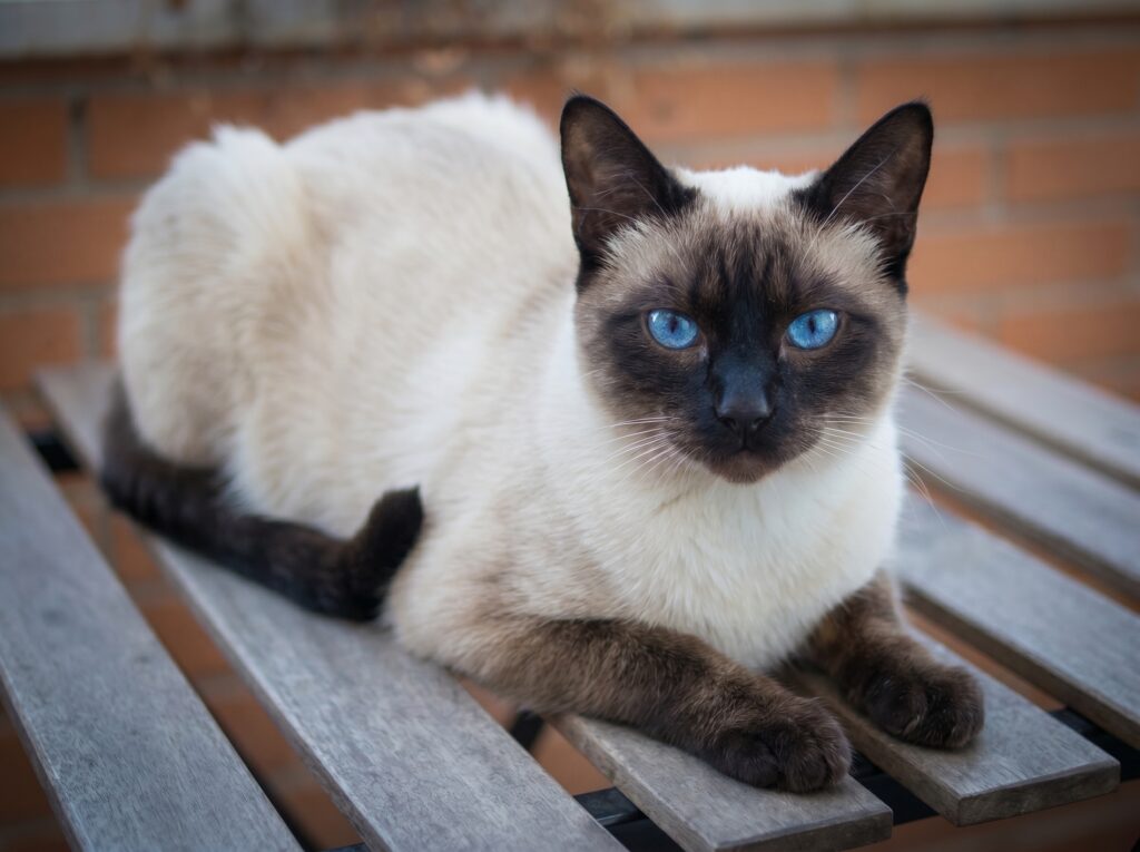 Señales de salud en heces y orina de gato - Guía Gatosaurio